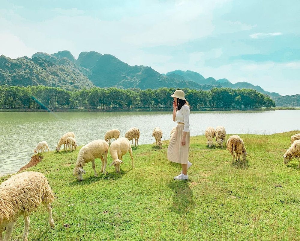 Van Long’s sheep field is a charming spot where visitors can enjoy the rural setting and capture memorable photo